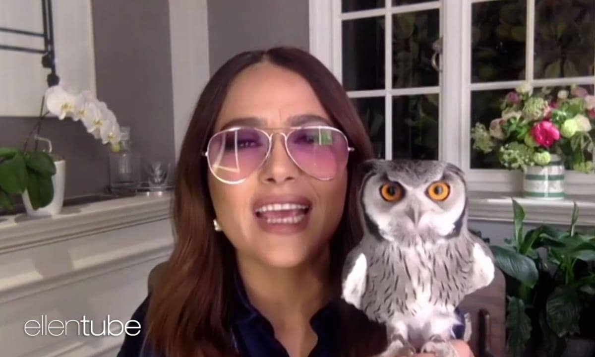 Salma Hayek's pet owl, Kering