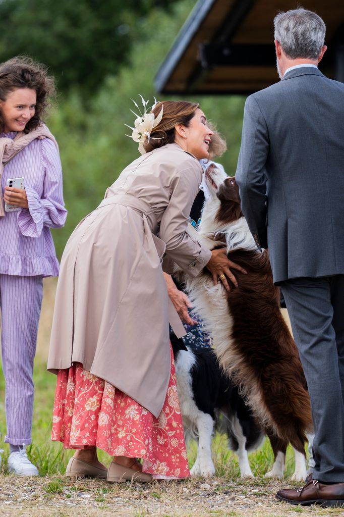 Queen mary being licked by collie