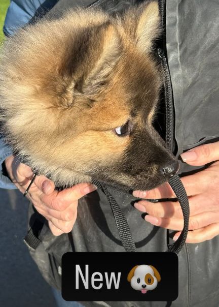 A brown and black-nosed puppy poking its head out of a black bag