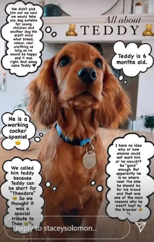 A brown dog surrounded by speech bubbles