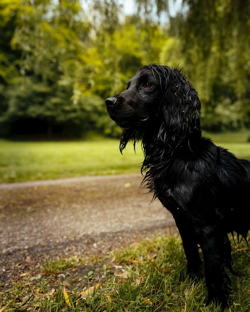A black dog surrounded by green grass