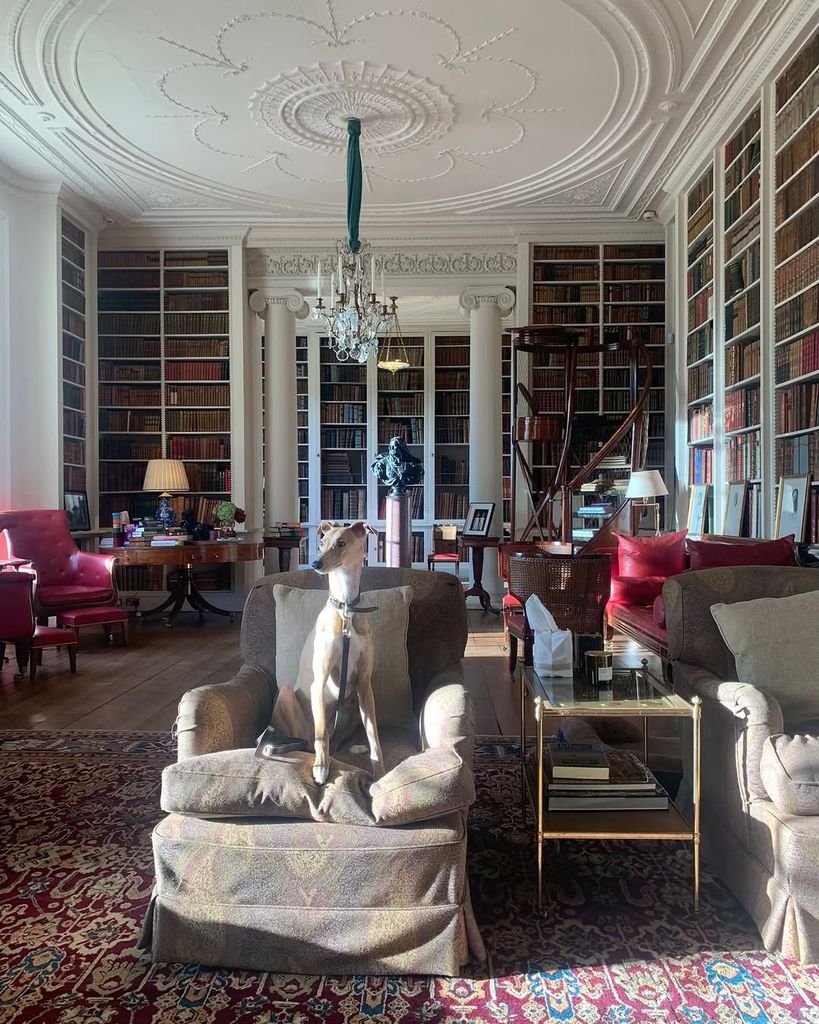 dog sitting on chair in library