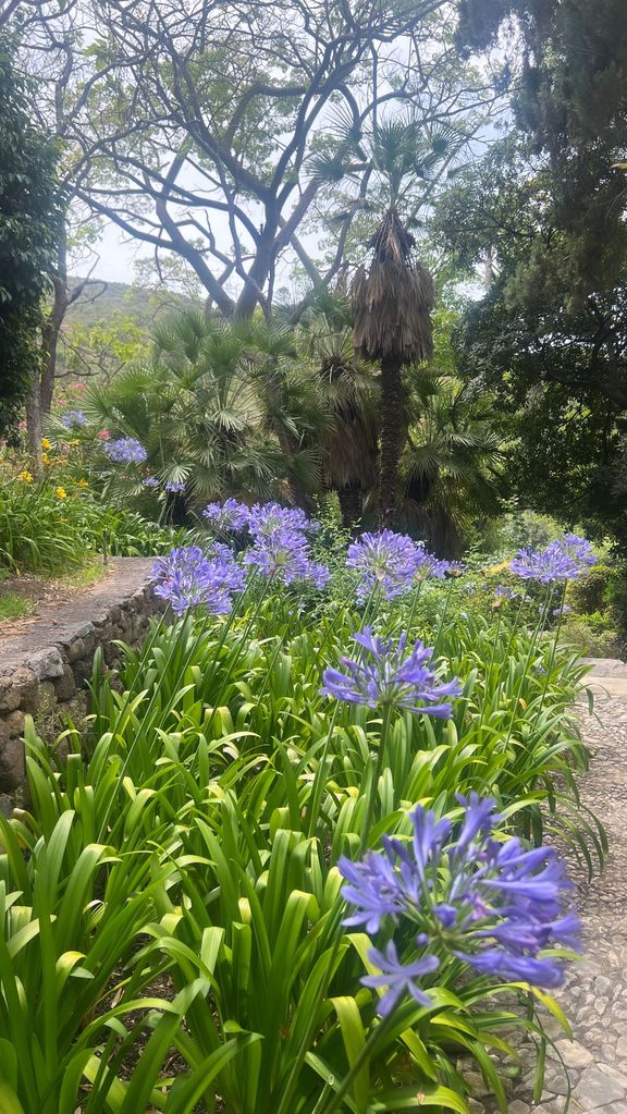 Carrie also showed off the vibrant purple flowerd inside her walled garden