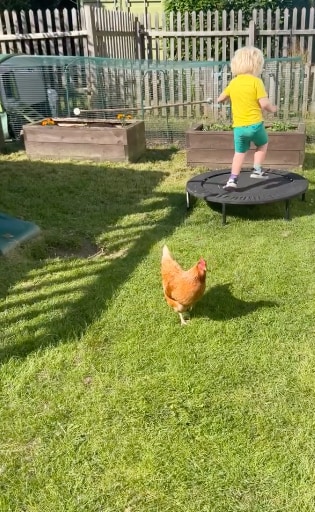 small boy on trampoline in garden