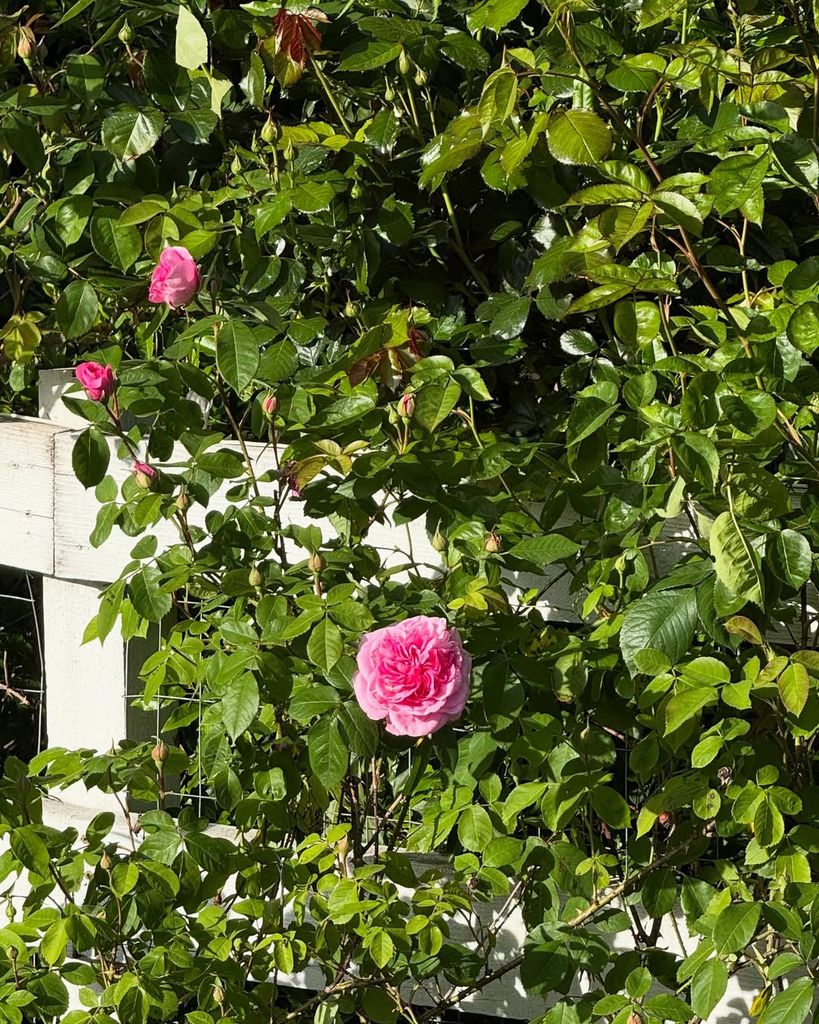 Pamela is growing a lot of flowers and produce at her new home