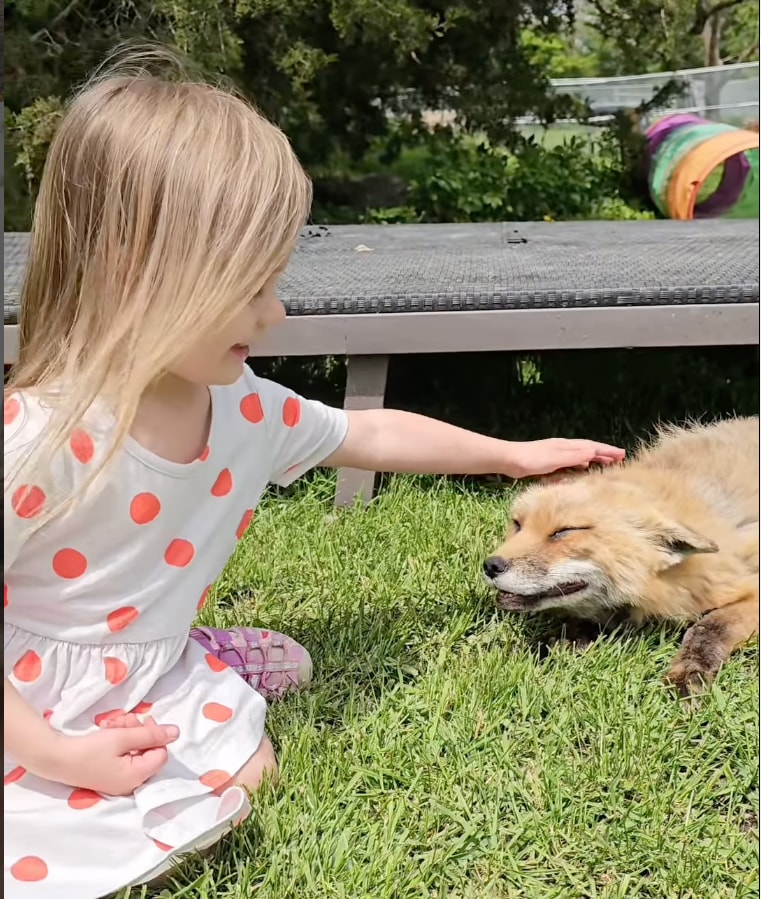 Mikayla's daughter playing with a fox