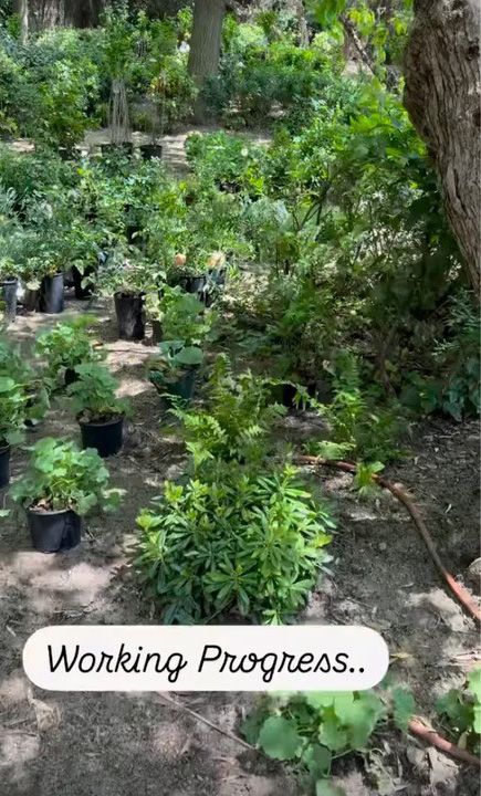 photo of richard gere backyard at home in spain