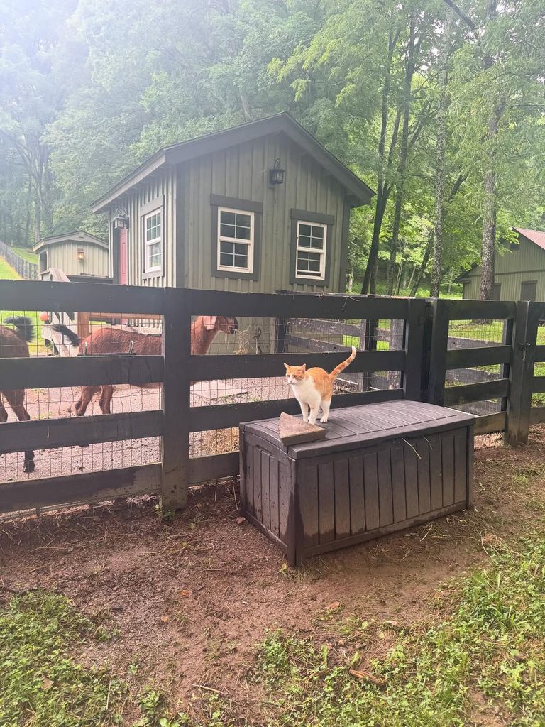 Miranda posted a new photo from her farm - featuring some of her many beloved animals 