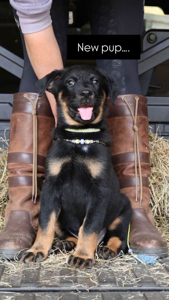 Charles Spencer's puppy in front of his girlfriend's legs
