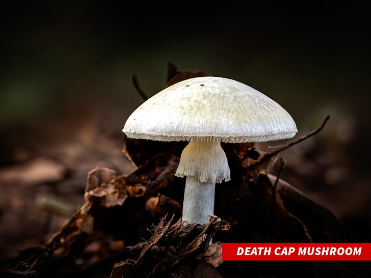 Death cap mushroom getty 1