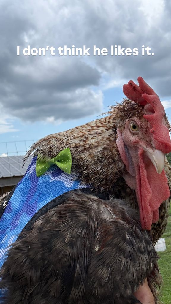 carrie underwood chicken