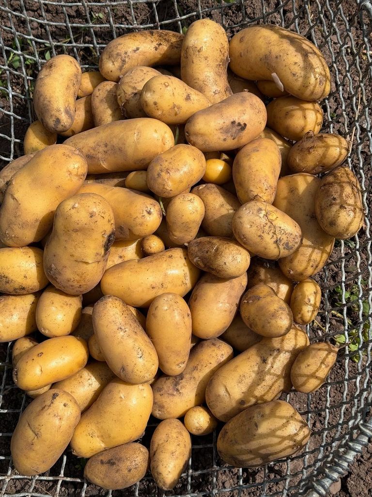 basket of potatoes