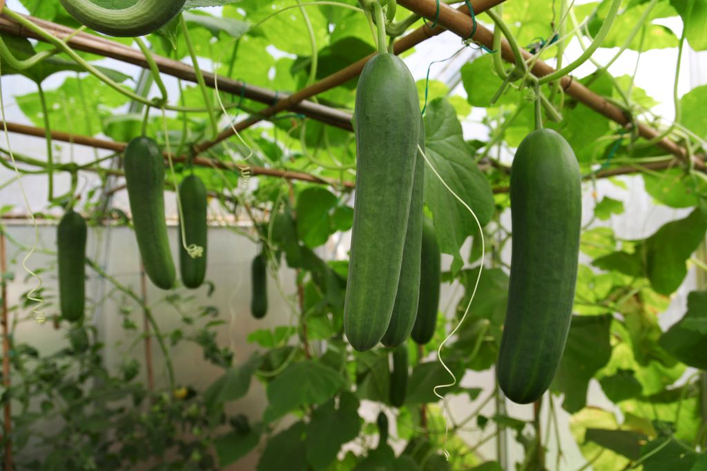 Small greenhouse with growing cucumbers