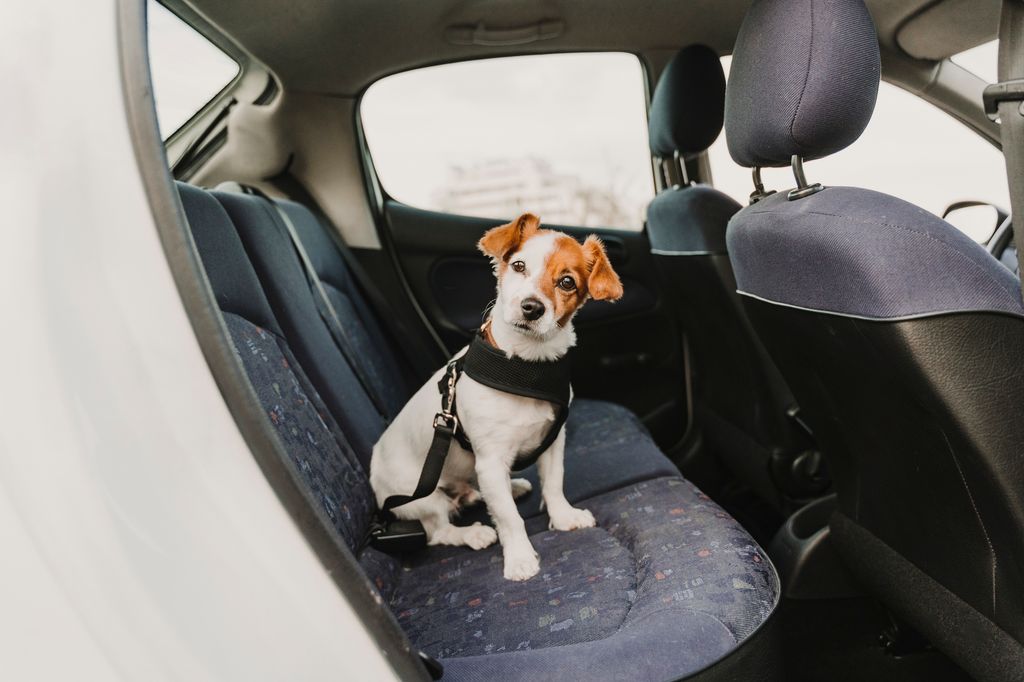 Small jack russell dog in a car wearing a safe harness and seat belt. 