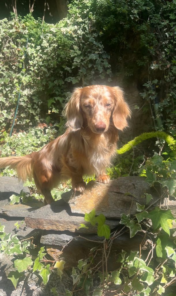 Photo shared by Paris Jackson to Instagram of her pet dachsund