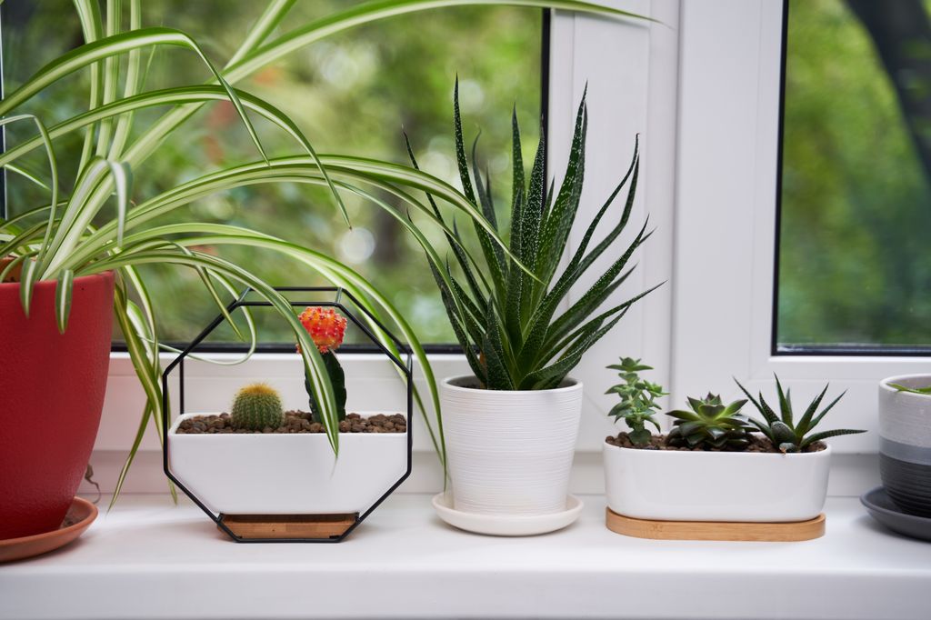 spider plant display in window with other plants