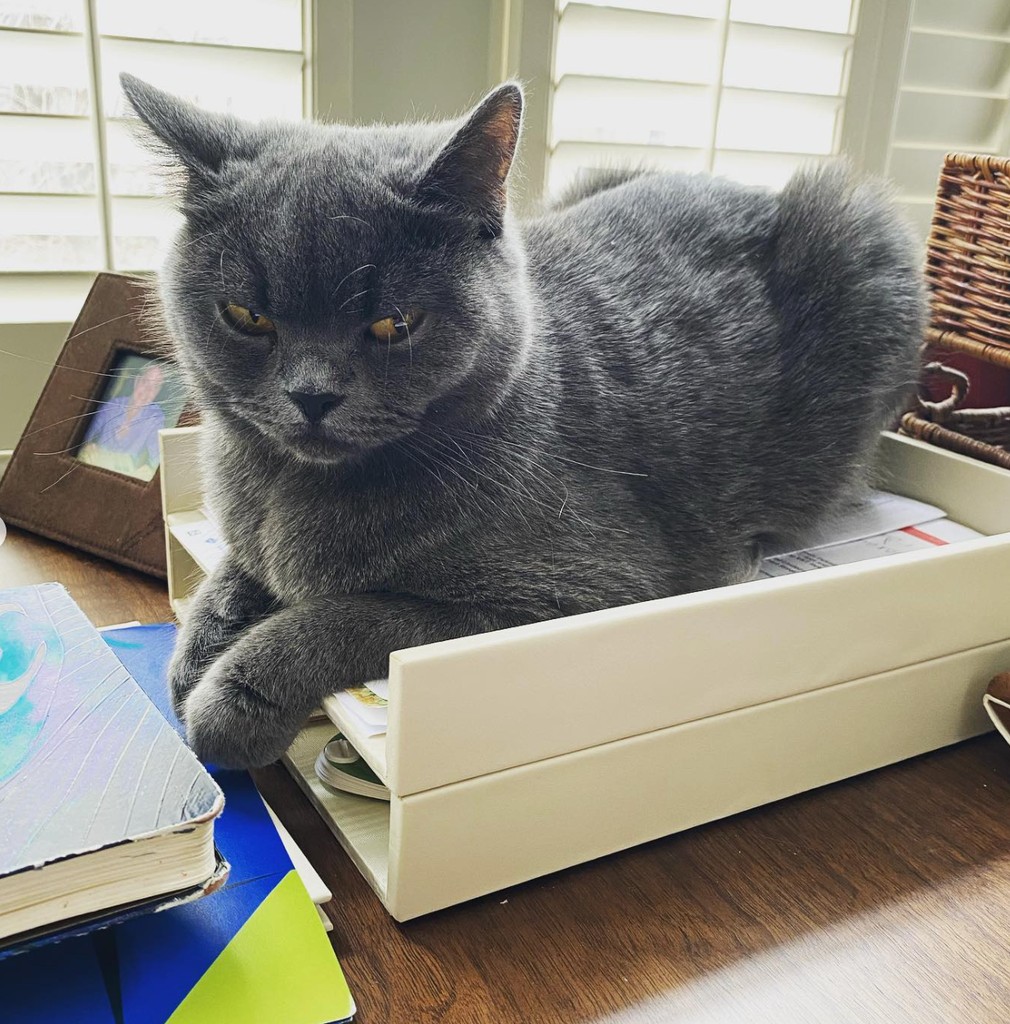 cat on desk