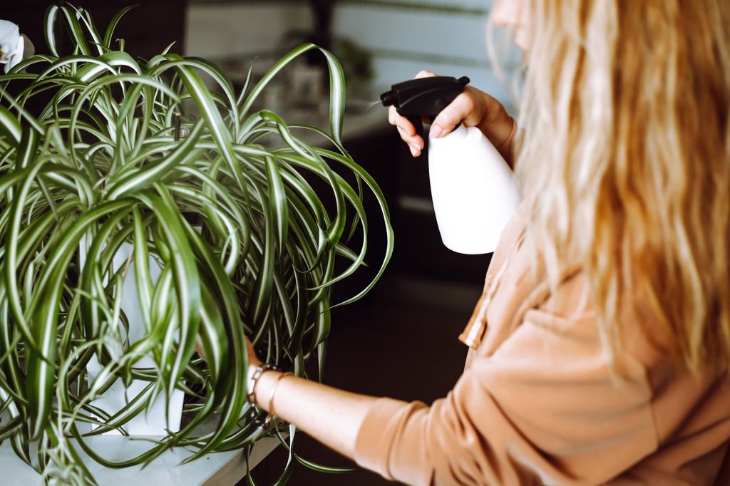  woman spraying spider plant with water.