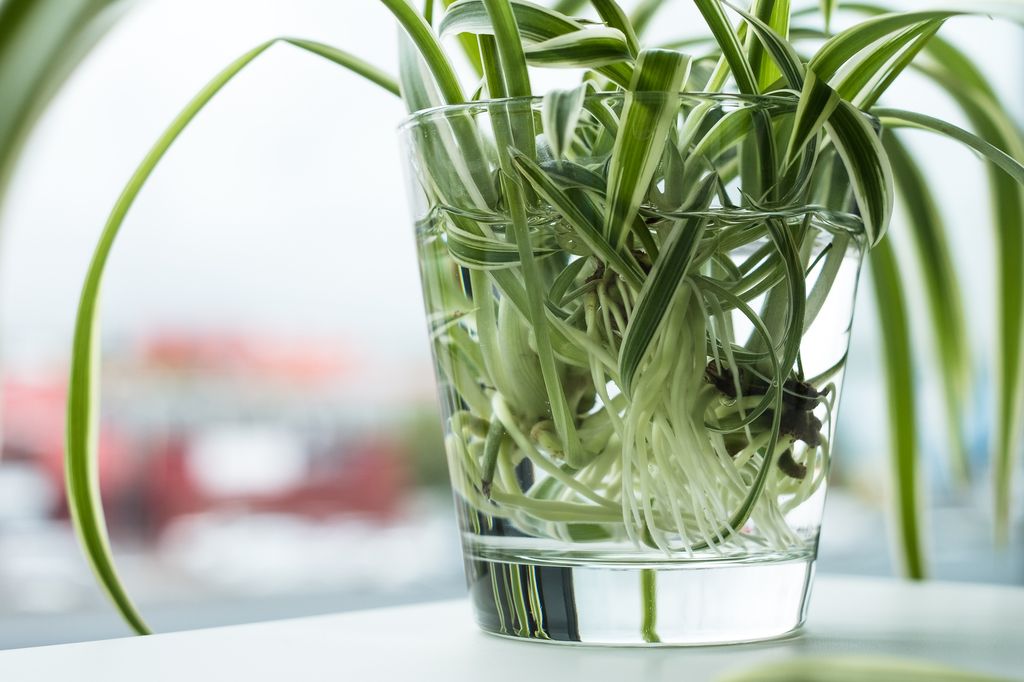Spider plant propagation in water