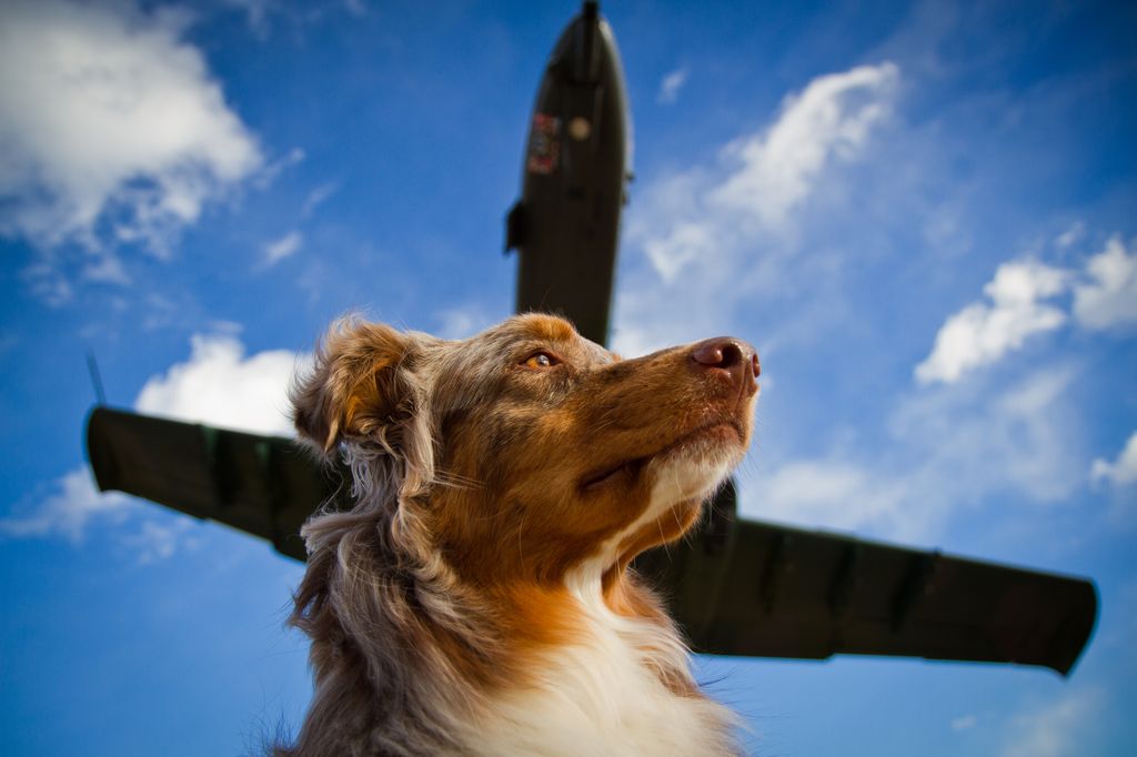 Dog looking off into the distance with a jet flying overhead.