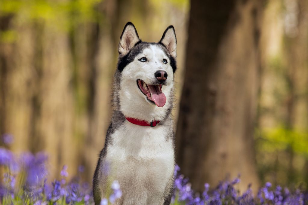 Siberian Husky Dog in Bluebell Flowers