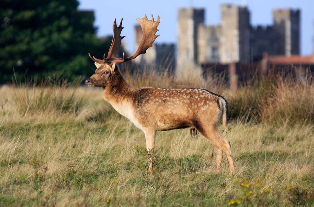 deer in park