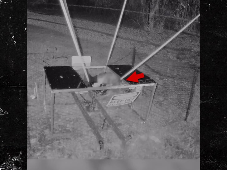 animal-catapult-4-12-09-2025