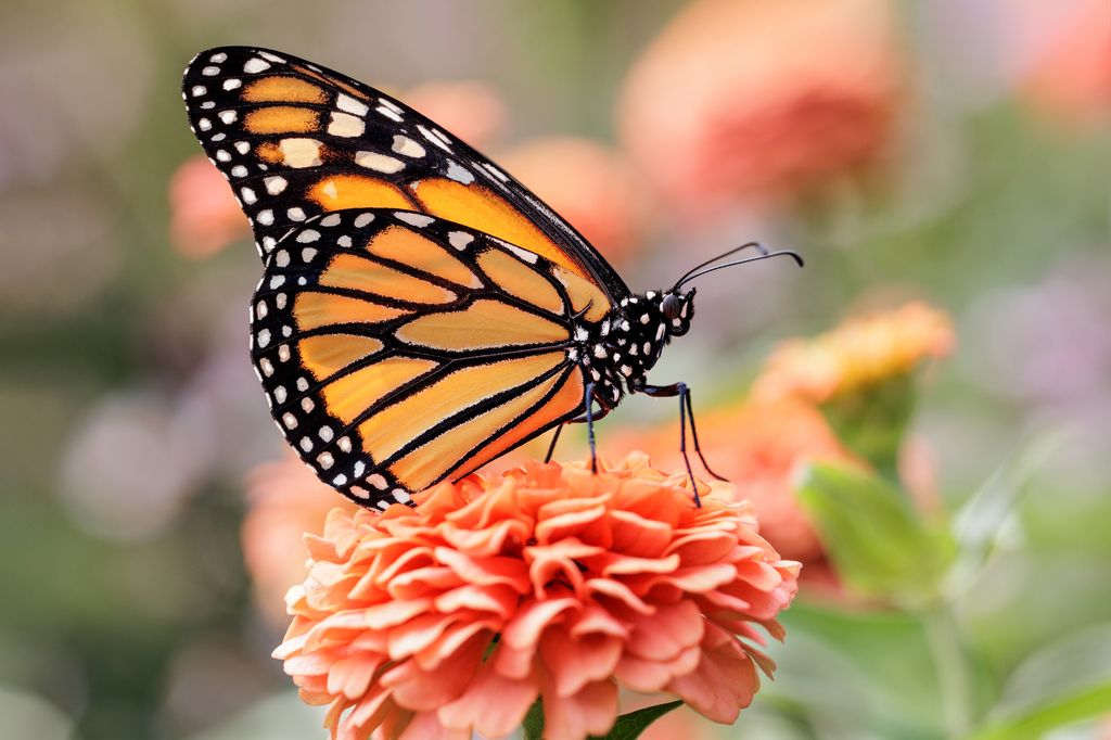 "Monarch butterflies can find their way across continents and back.. we too have an inner compass," says Sonia