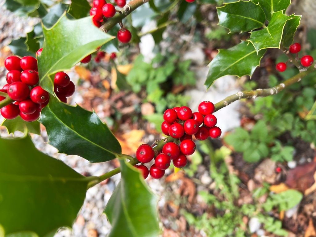 You're not supposed to bring holly in before Christmas Eve- but you can't get rid of it until the 12th night