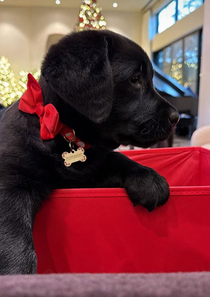 Khloé also made Christmas extra special for True and Tatum by fulfilling their wish for a real black Labrador.