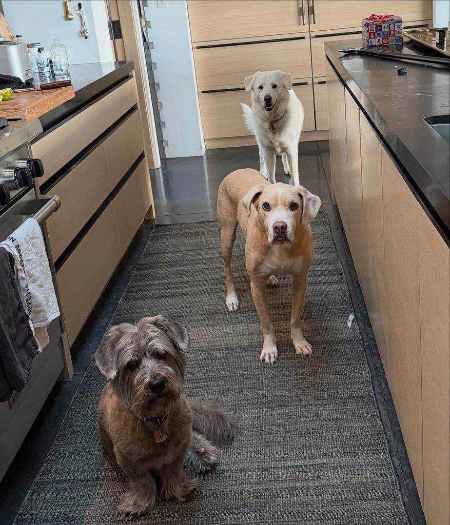 Photo shared by Jennifer Aniston's boyfriend Jim Curtis January 2026 of her dogs