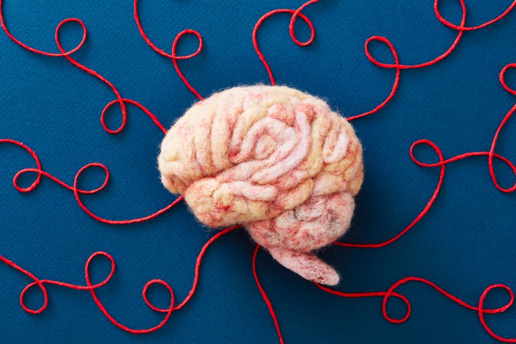 A human brain model made by needle felting