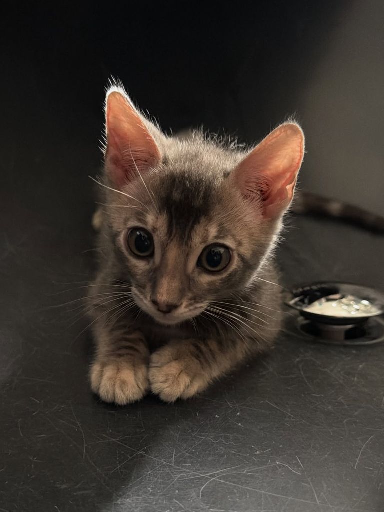 christina aguilera kitten ponyo