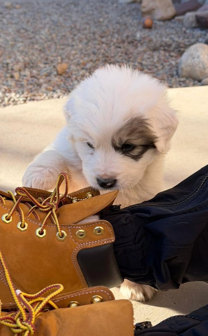 While Hamilton has not confirmed whether he adopted one of the pups, it wouldn’t be surprising. He’s long been known for his love of dogs, particularly his late bulldog Roscoe.