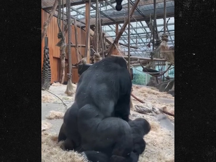 gorillas-mating-1-02-03-2026