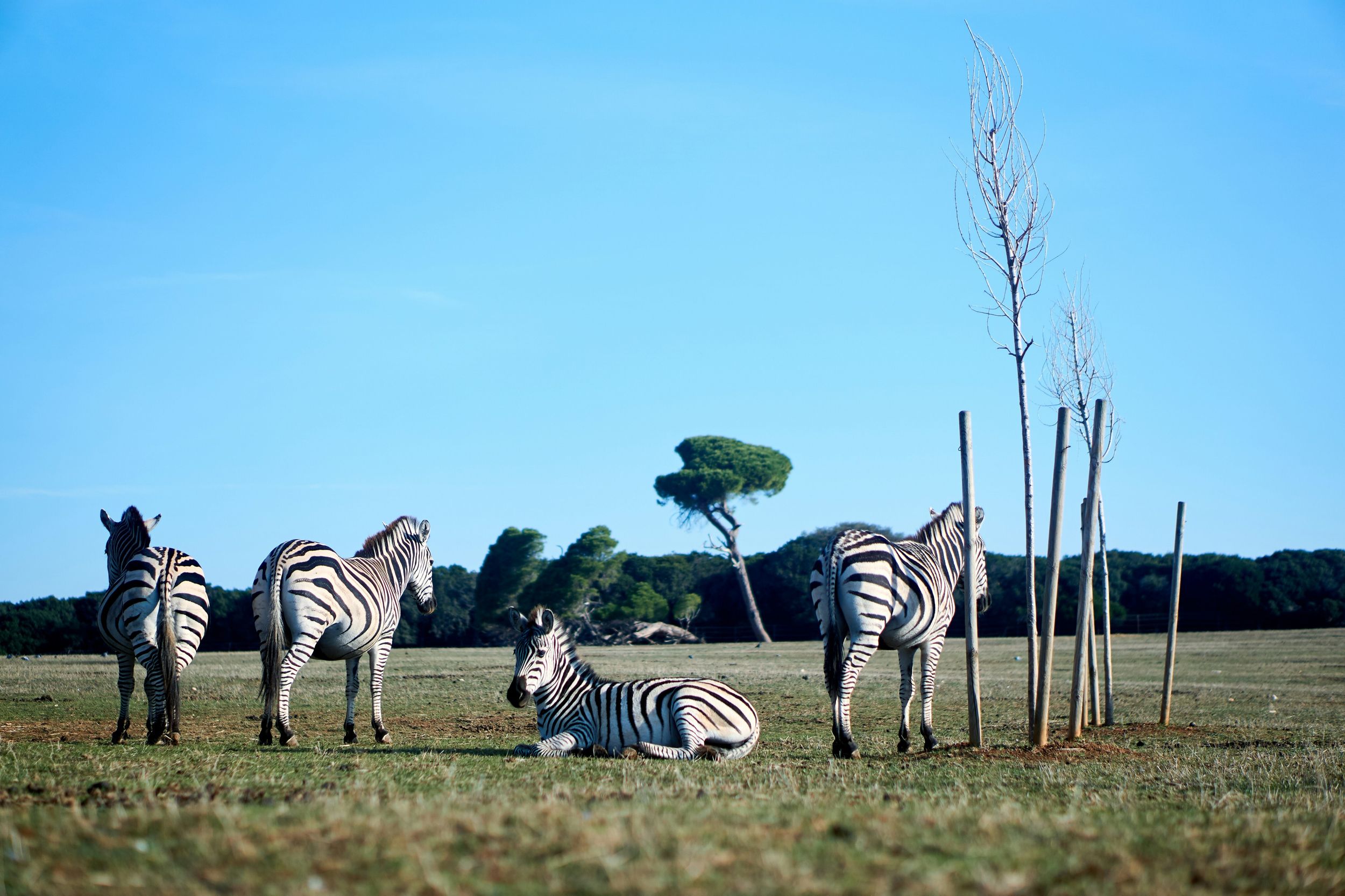 Zebras lounge at Brijuni National Park