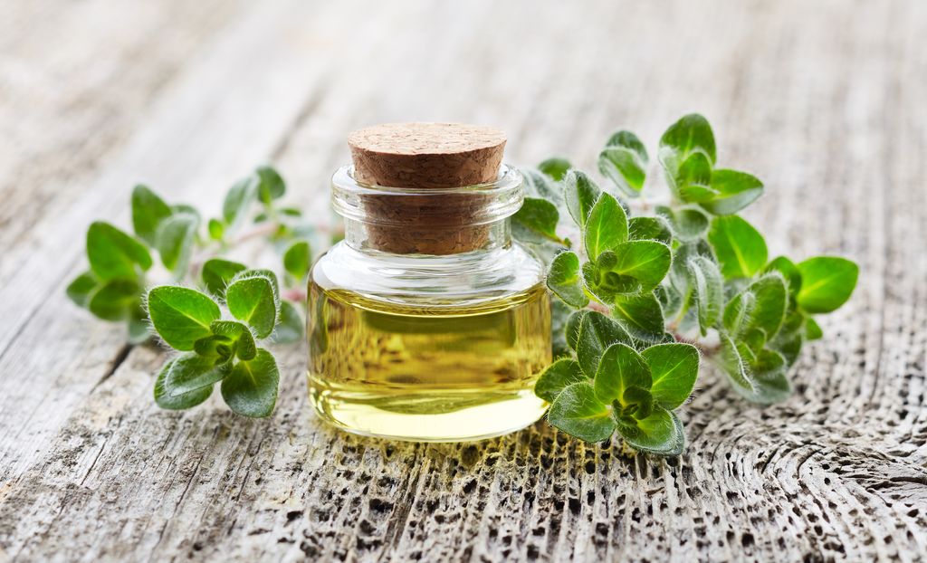 Oregano plant with essential oil on wooden background