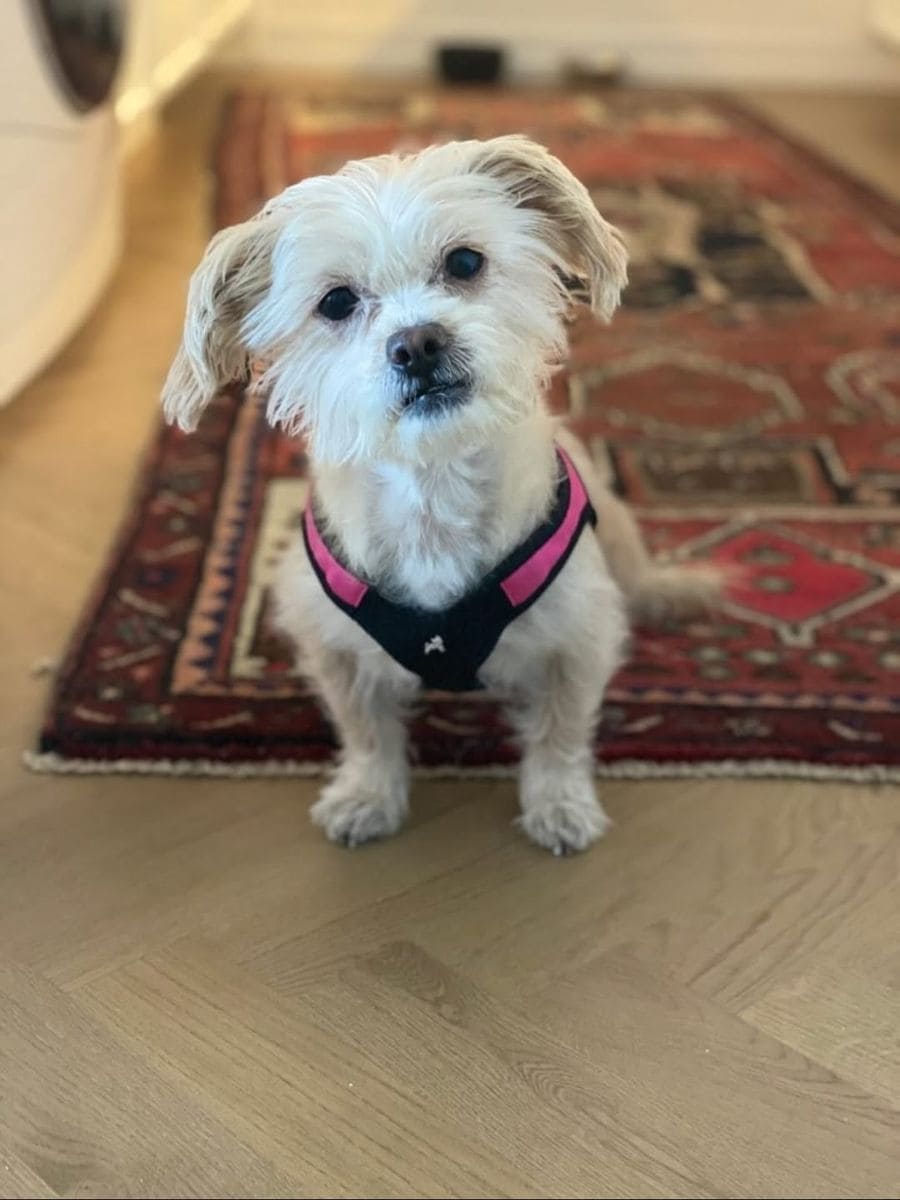 Vanessa Hudgens says her dog Darla hated men, until she met Cole Tucker