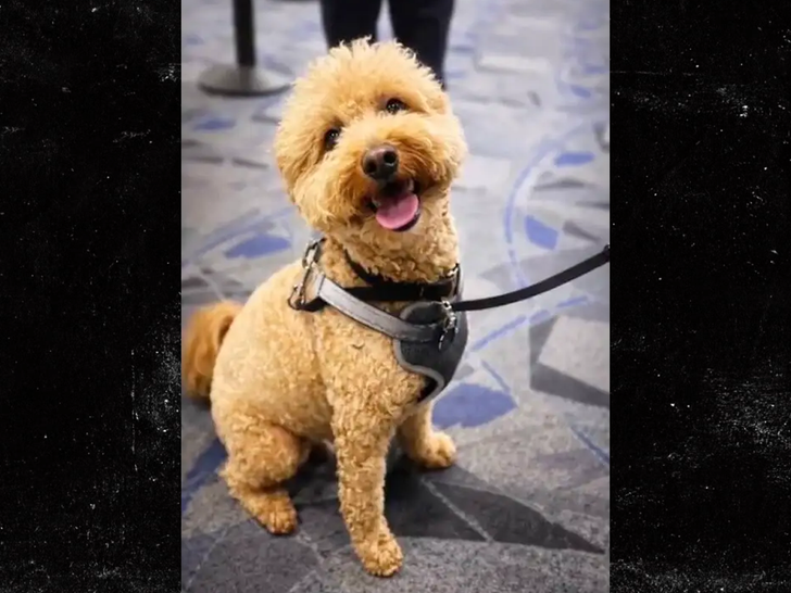 dog airport sub Las Vegas Metropolitan Police Department