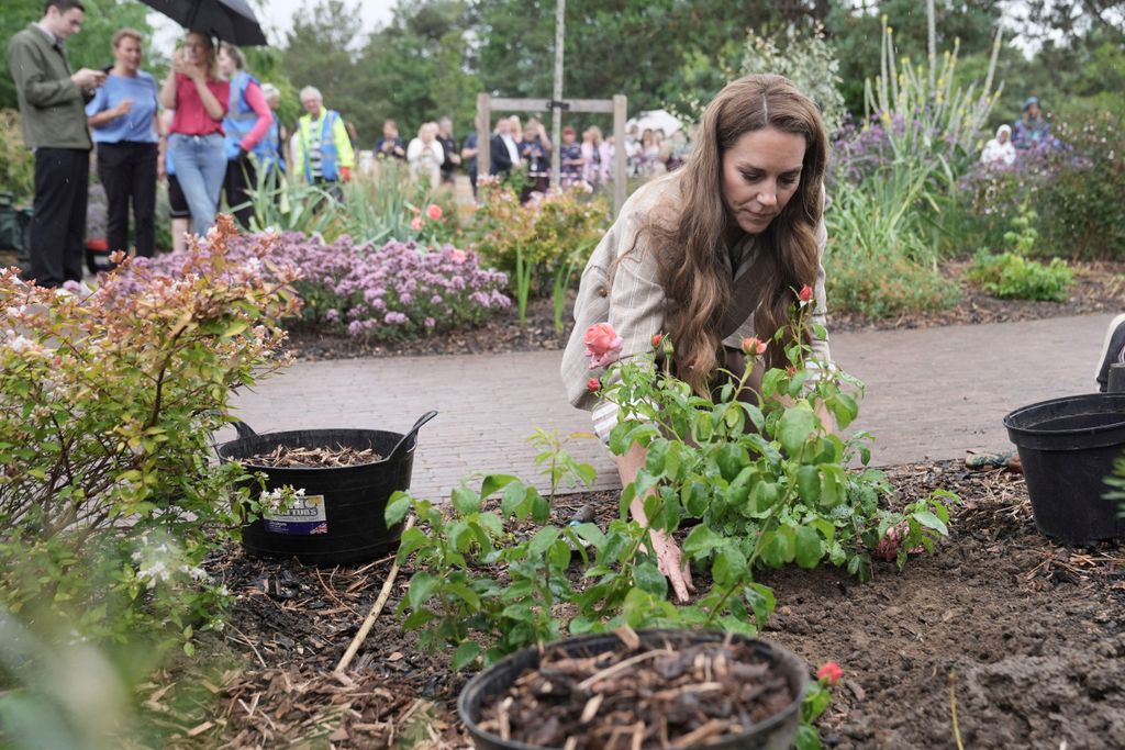Britain's Kate, Princess of Wales, plants a rose during a visit to the RHS's Wellbeing Garden at Colchester Hospital in Essex, England, Wednesday July 2, 2025. 