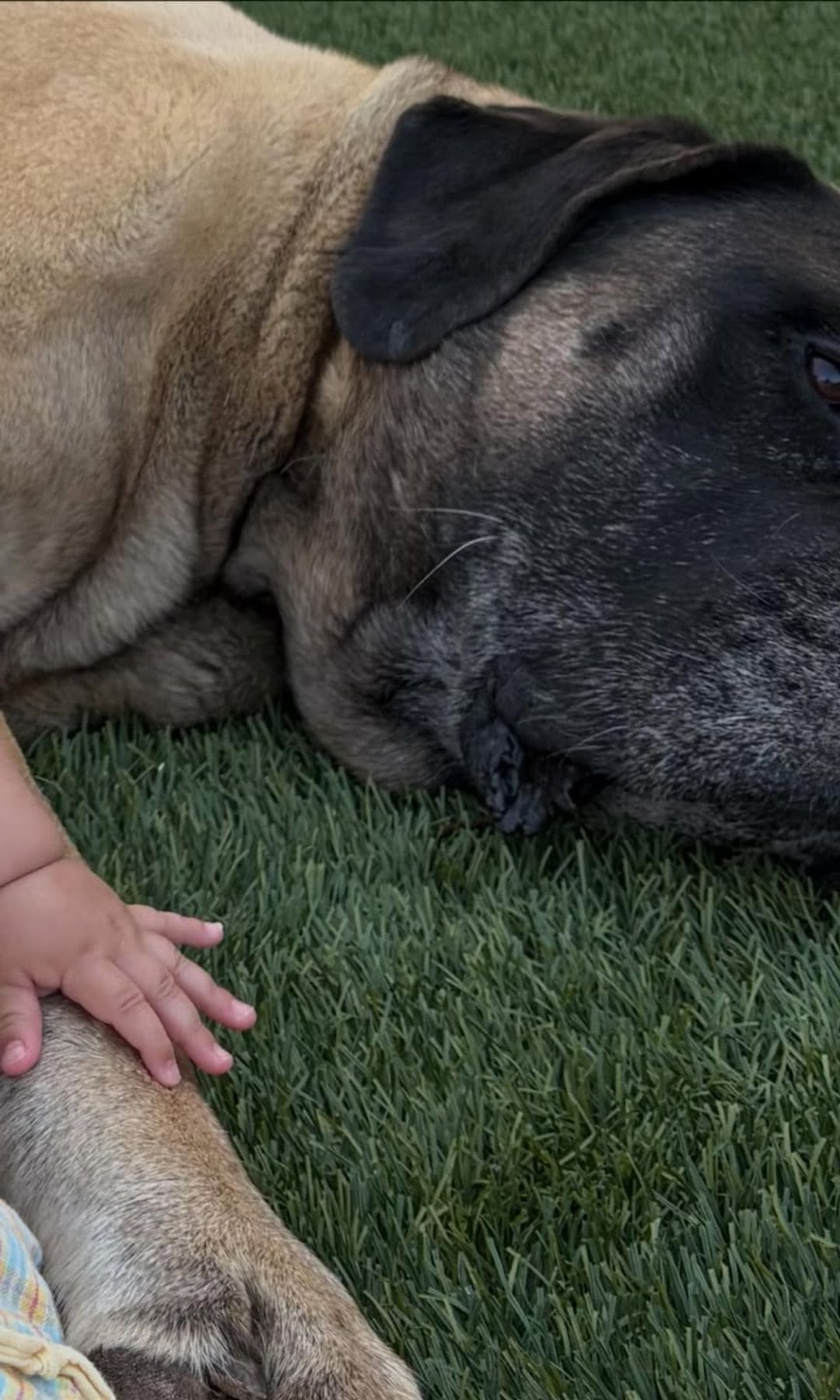 Brown and Bongiovi's baby was photographed holding on to their dog's paw