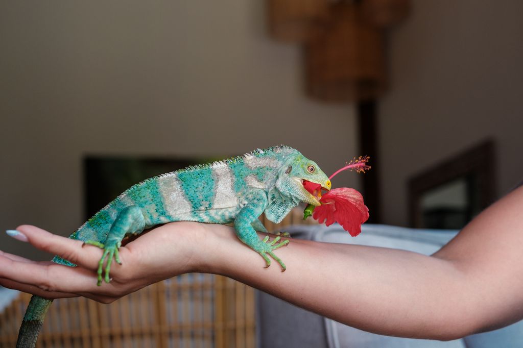 The Malolo Island Crested Iguana