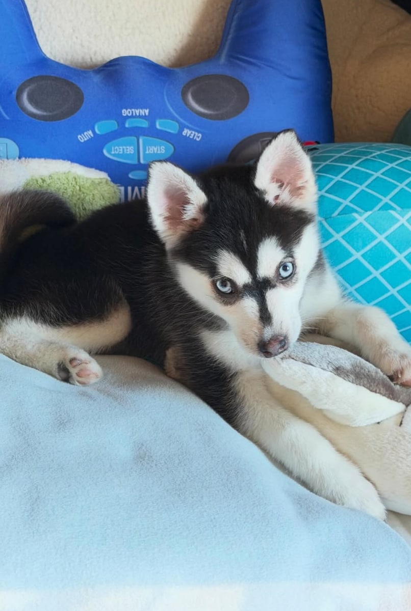 Ivanka Trump has delighted her fans with the announcement of a new addition to her family.