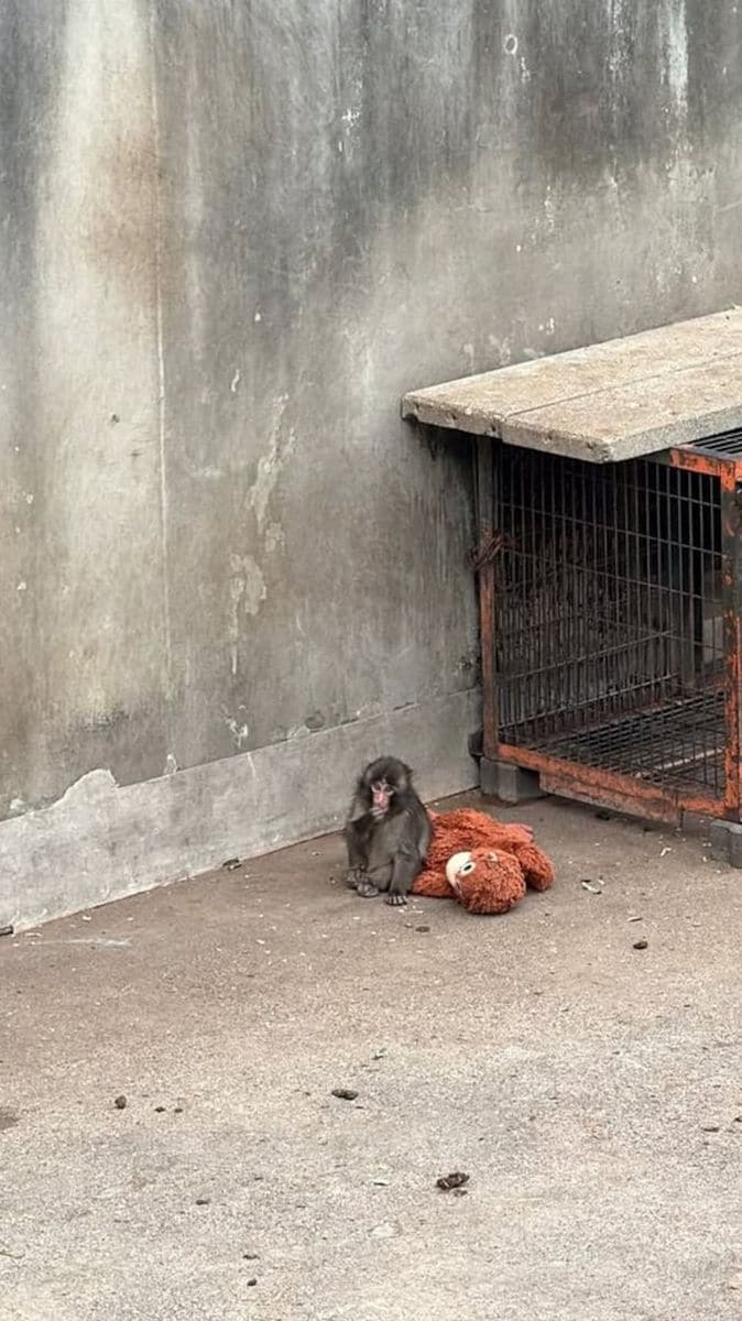 Lisa shared some aspects of her visit to the macaque 'Punch'