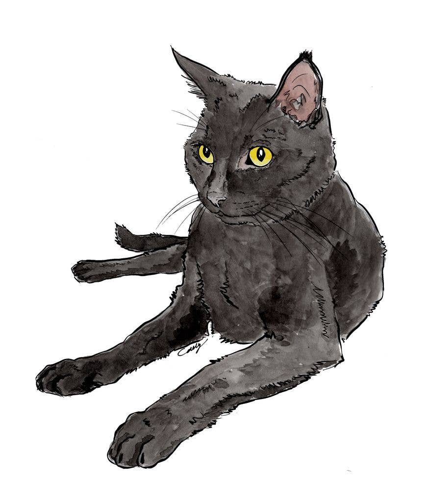 Carly's illustration of Twigy's late cat Titania