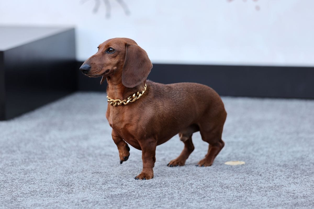 On screen, Jones brings the same charm and presence that made him a star off-screen. In 'Beef' Season 2, he plays the loyal companion to one of the main characters