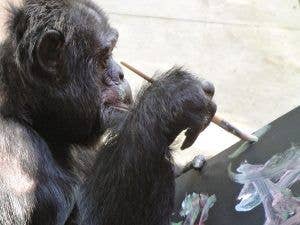Bubbles the chimpanzee holds a paintbrush while applying paint to a dark canvas