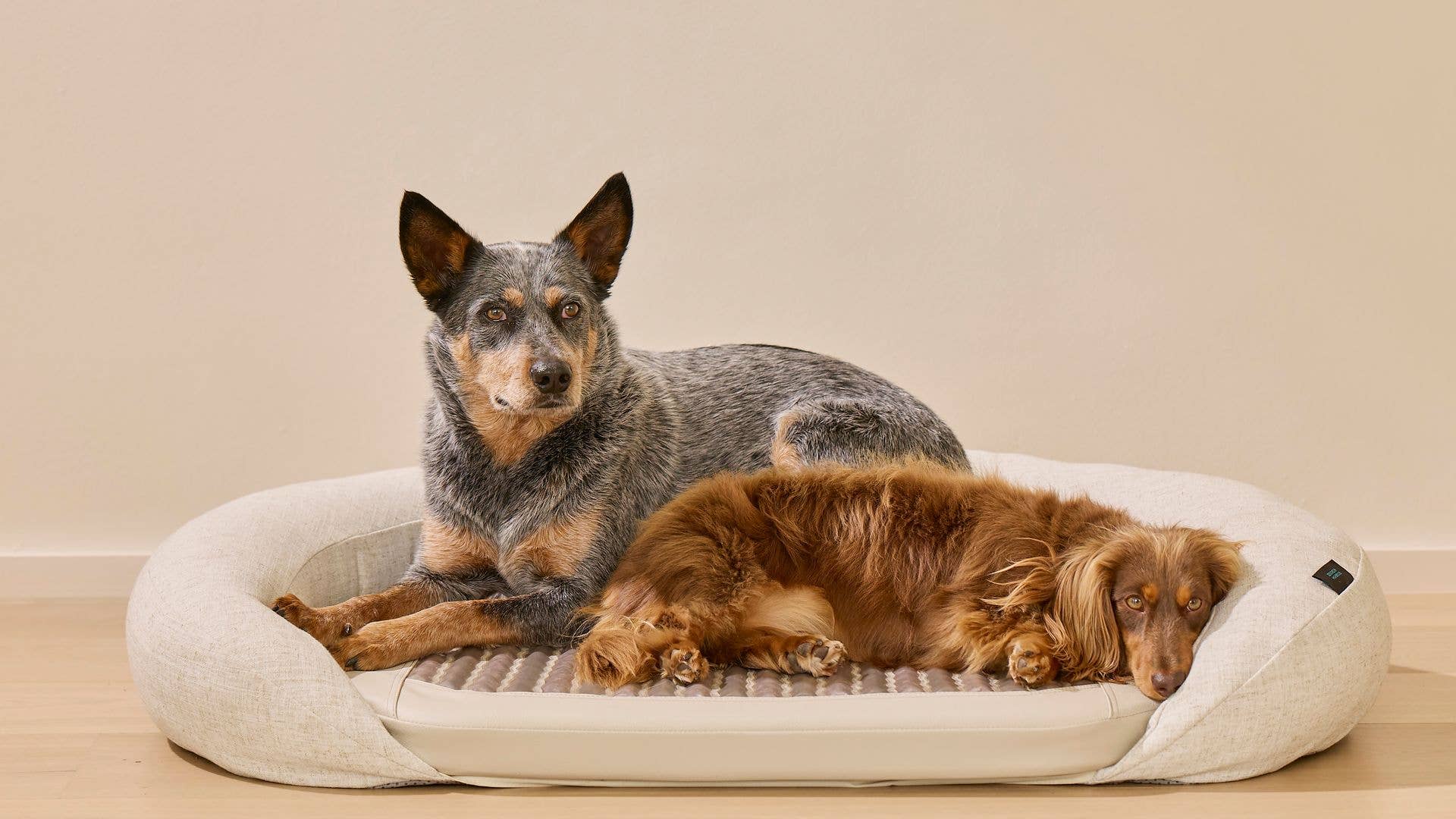 Two dogs lying on a Higher Dose Pet bed 