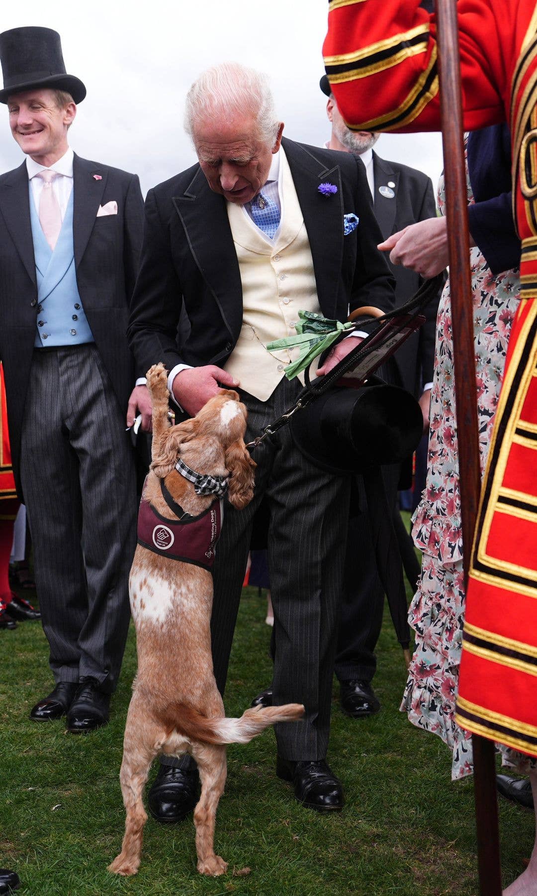 A puppy jumping up at King Charles
