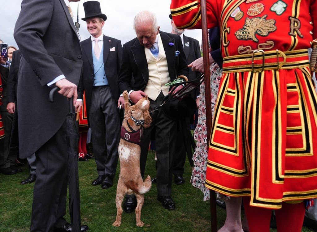 A photo of Vegas the dog licking King Charles' hand
